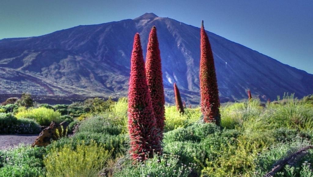 Marody Tenerife House El Medano  Luaran gambar